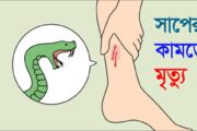 বোয়ালমারীতে সাপের কামড়ে গৃহবধূর মৃত্যু