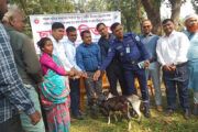 ফুলবাড়ীতে ১৯৬ জন ক্ষুদ্র নৃ-গোষ্ঠীর মাঝে বিনামূল্যে দুইটি করে ছাগল বিতরণ