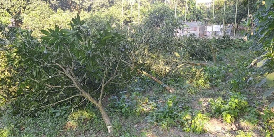 পূর্ব শত্রুতার জেরে নার্সারির গাছ কেটে সাবাড়