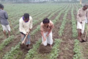 দিনাজপুরে ৪৭ হাজার ২৫০ হেক্টর জমিতে আলু চাষের লক্ষ্যমাত্রা নির্ধারণ