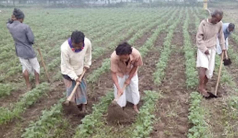 দিনাজপুরে ৪৭ হাজার ২৫০ হেক্টর জমিতে আলু চাষের লক্ষ্যমাত্রা নির্ধারণ