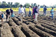 বিরলে আলু বীজ উৎপাদনে আলু রোপণ কর্মসূচির শুভ উদ্বোধন