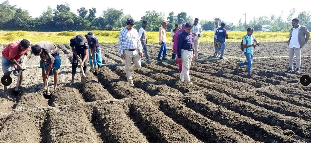 বিরলে আলু বীজ উৎপাদনে আলু রোপণ কর্মসূচির শুভ উদ্বোধন