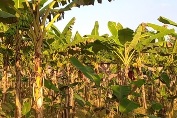 হিলিতে কলা বাগানেই স্বাবলম্বী যুবক
