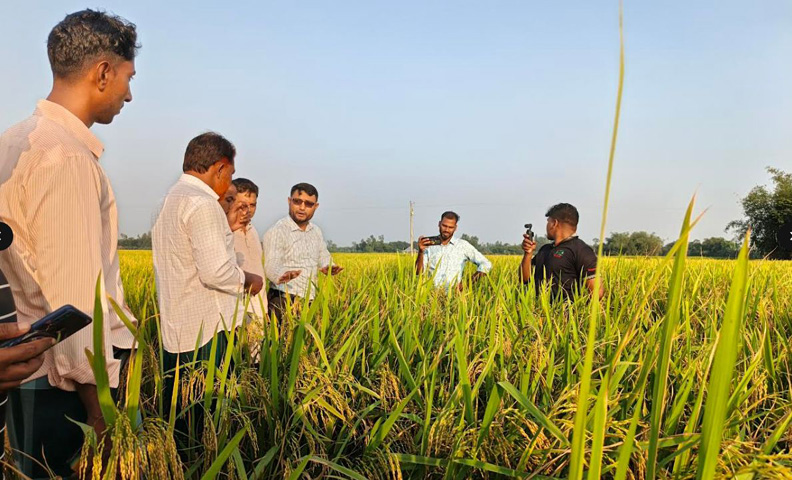 দিনাজপুরে জৈব প্রযুক্তির সাফল্য: ‘বায়োলিড’ ব্যবহারে ধানের ফলনে আশার আলো