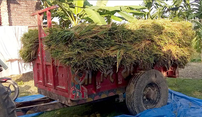 পূর্ব শত্রæতার জেরে কৃষকের আবাদকৃত জমির ৮০ মণ ধান কাটলো দুবৃত্তরা