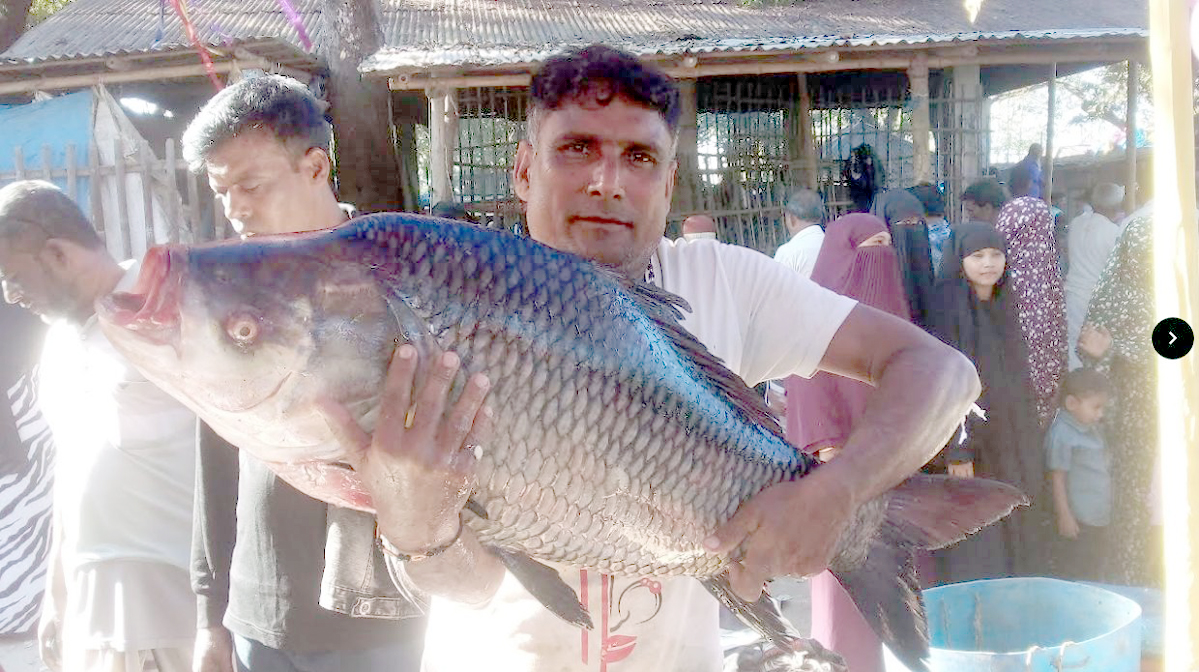 বগুড়ার শিবগঞ্জে নবান্নে শত বছরের ঐতিহ্যবাহী মাছের মেলা দুই কোটি টাকার মাছ বেচাকেনা
