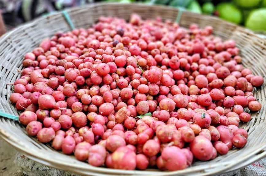 বগুড়ায় নতুন আলুর কেজি ৫০০ টাকা!