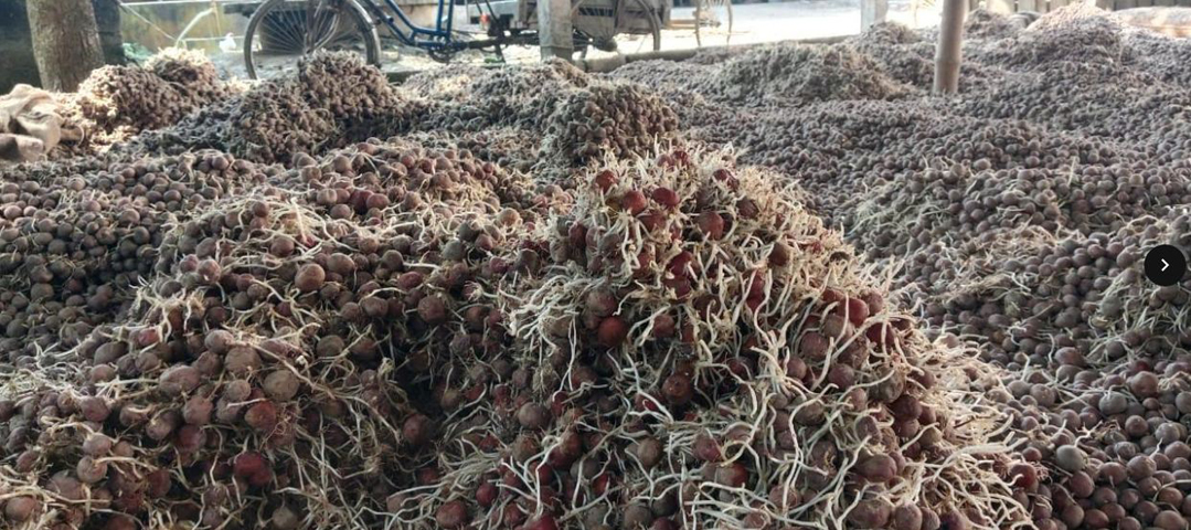 শিবগঞ্জে হিমাগারে অবহেলায় আলু নষ্ট ক্ষতিপূরণের দাবিতে মানববন্ধন