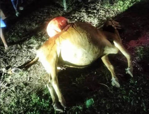 শাজাহানপুরে গোয়াল ঘরে ঢুকে ভ্যানচালকের তিন গরুকে ছুরিকাঘাত, ব্যাপক ক্ষতি