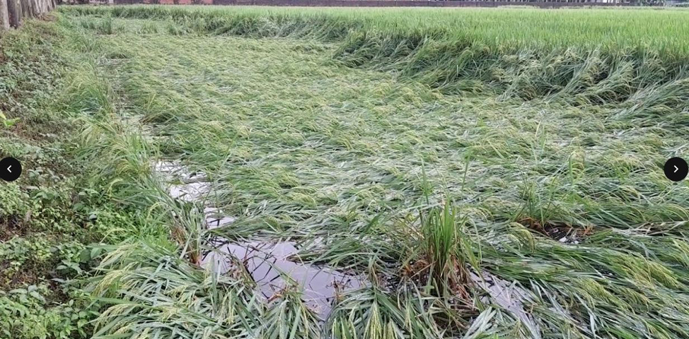 বৈরী আবহাওয়ার গোবিন্দগঞ্জে বৃষ্টিতে ফসল সহ গাছ পালার ব্যাপক ক্ষতি