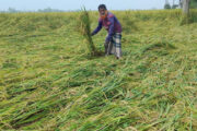 বগুড়ায় নিম্নচাপের প্রভাবে বৃষ্টিতে ভাসছে ফসল, কৃষকের স্বপ্নভঙ্গ