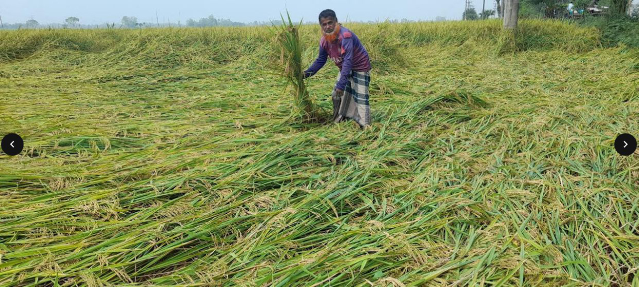 বগুড়ায় নিম্নচাপের প্রভাবে বৃষ্টিতে ভাসছে ফসল, কৃষকের স্বপ্নভঙ্গ