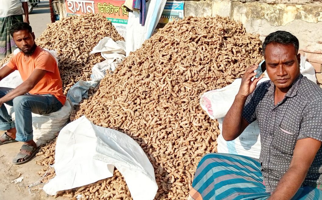পাঁচবিবিতে হলুদ চাষ বৃদ্ধি পেয়েছে