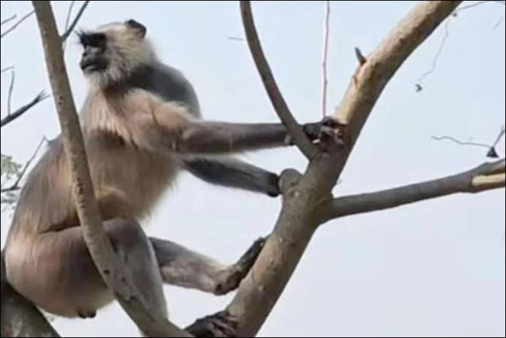 দলছুট হনুমান বগুড়ার লোকালয়ে