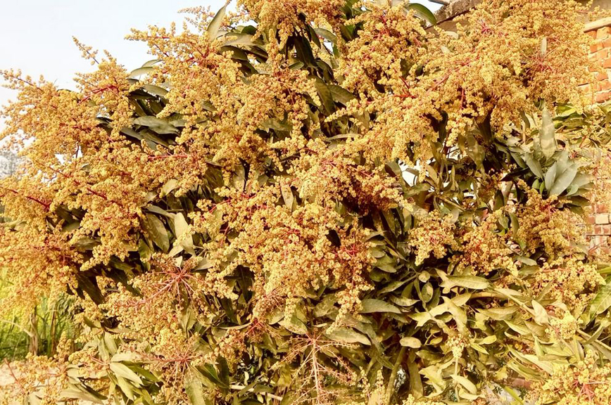 পাঁচবিবিতে আম গাছের ডাল মুকুলে ভরপুর