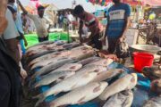 বগুড়ায় ৪০০ বছরের ঐতিহ্যবাহী খাউড়া মেলায় মাছের আমদানি