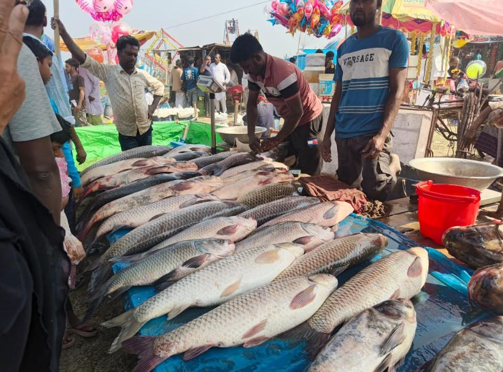 বগুড়ায় ৪০০ বছরের ঐতিহ্যবাহী খাউড়া মেলায় মাছের আমদানি
