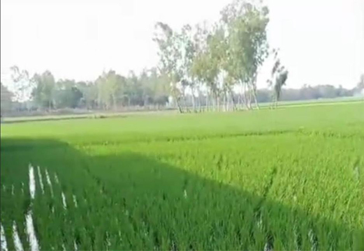 জমিতে জোরপূর্বক ইরি ধান রোপণ করলো মেম্বার, জমির মালিকের অভিযোগ