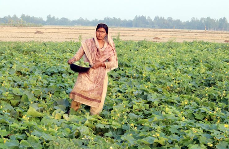 ফুলবাড়ীতে রমজানের শুরু থেকেই খিরার আশানুরূপ দাম পাওয়ায় চাষিদের মুখে হাসি