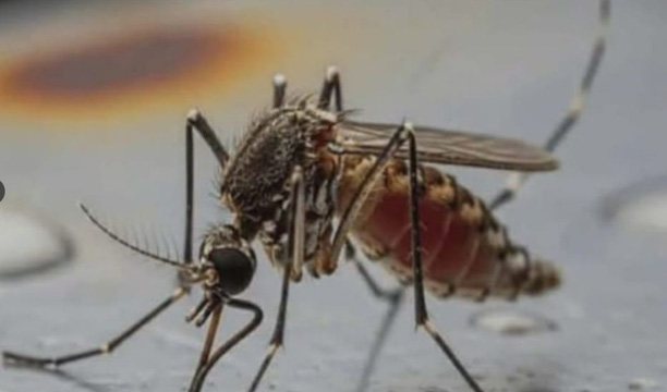 পঞ্চগড়ে মশার চরম উপদ্রব, অতিষ্ঠ জনজীবন, বাড়ছে স্বাস্থ্যঝুঁকি