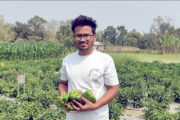 হাকিমপুরে ক্যাপসিকাম চাষে ভালো ফলন, দাম নিয়ে হতাশ কৃষক