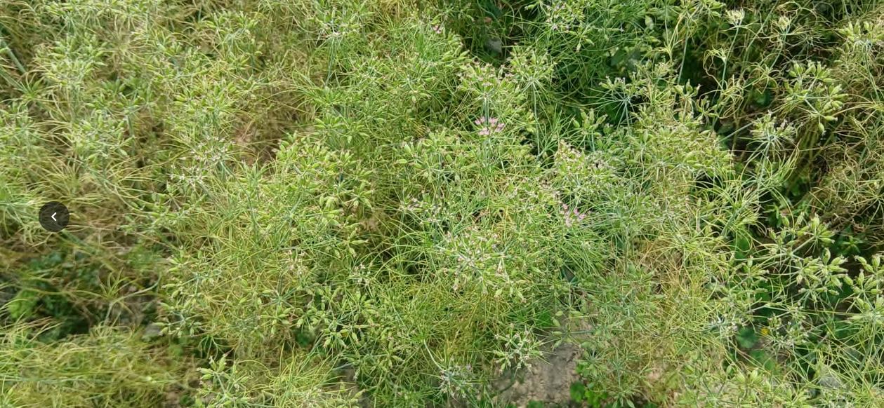 হাকিমপুরে জিরা চাষে সাফল্য, কৃষকের মুখে হাসি