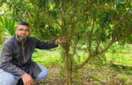 ইউটিউব দেখে শুরু : বীরগঞ্জে লটকনের বাগানে স্বপ্ন বুনছেন বাবু