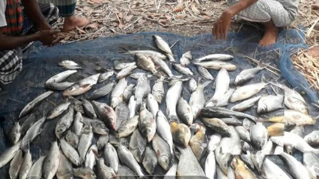 চিরিরবন্দরে বিষ প্রয়োগে মাছ নিধনের অভিযোগ
