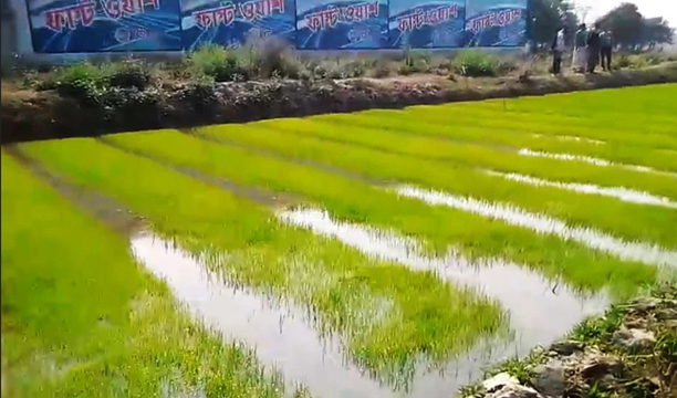 দুপচাঁচিয়ায় বোরো মৌসুমে বাড়ছে আদর্শ বীজতলার জনপ্রিয়তা