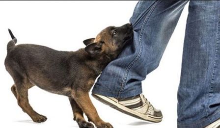 বিরামপুর হাসপাতালে মিলছে না জলাতঙ্কের টিকা