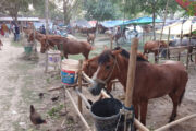 শুরু হয়েছে ২০৫ বছরের পুরোনো ফুলবাড়ীর ঐতিহ্যবাহী বুড়া চিন্তামন ঘোড়ার মেলা