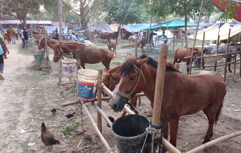 শুরু হয়েছে ২০৫ বছরের পুরোনো ফুলবাড়ীর ঐতিহ্যবাহী বুড়া চিন্তামন ঘোড়ার মেলা