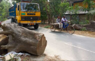 ফুলবাড়ী-মাদিলাহাট সড়কের দু’পাশে মরা গাছ মৃত্যুঝুঁকিতে পথচারী! যত্রতত্র পড়ে রয়েছে গাছের গুঁড়ি অযত্নে নষ্ট হচ্ছে