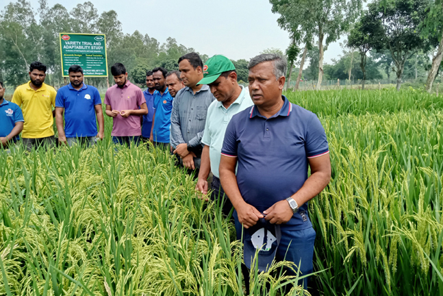 ফুলবাড়ীতে উন্নত জাতের ধান চাষে প্রদর্শনী, বাসমতিসহ ১২ জাতের সম্ভাবনা