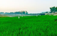 বীরগঞ্জে ঢেপার চরে সবুজের বিপ্লব
