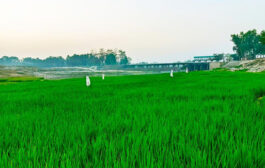 বীরগঞ্জে ঢেপার চরে সবুজের বিপ্লব