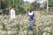 হিলিতে তাহেরপুরী পেঁয়াজ বীজ চাষে লাভের স্বপ্ন বুনছেন কৃষকরা
