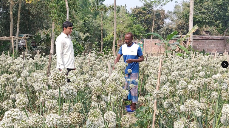 হিলিতে তাহেরপুরী পেঁয়াজ বীজ চাষে লাভের স্বপ্ন বুনছেন কৃষকরা
