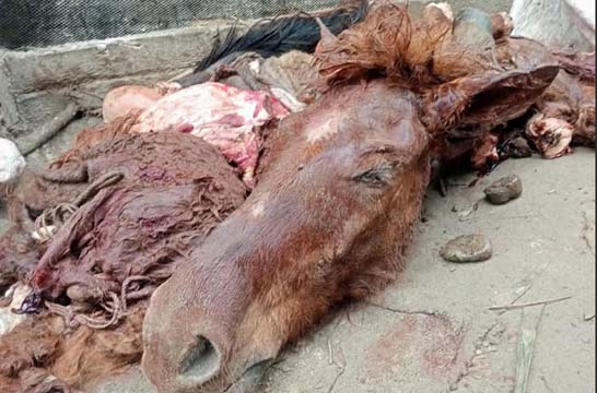 নবাবগঞ্জের ৬টি ঘোড়া জবাই করে মাংস বিক্রির চেষ্টা ৩জনকে আটক করে এক বছর করে কারাদণ্ড