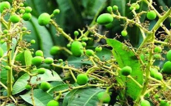 আমের গুটি দৃশ্যমান, বাম্পার ফলনের আশা