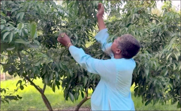 প্রতিকূল আবহাওয়ায় লিচু চাষির সেই আশায় গুঁড়েবালি