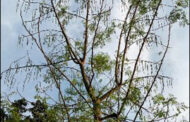সাজিনায় গ্রামবাংলার নতুন জাগরণ: পুষ্টি, ঔষধিগুণ ও বাণিজ্যে উজ্জ্বল সম্ভাবনা