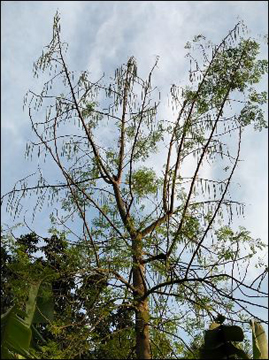 সাজিনায় গ্রামবাংলার নতুন জাগরণ: পুষ্টি, ঔষধিগুণ ও বাণিজ্যে উজ্জ্বল সম্ভাবনা