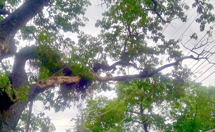 বাংলাহিলি বাজারে পুরনো রেইনট্রি গাছের শুকনো ডাল এখন মৃত্যুর ফাঁদ