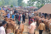 লোকসানের ভয়ে ফুলবাড়ীতে কমেছে বড় গরু পালন, হাটের বেশির ভাগ গরুই ছোট ও মাঝারি