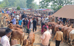 লোকসানের ভয়ে ফুলবাড়ীতে কমেছে বড় গরু পালন, হাটের বেশির ভাগ গরুই ছোট ও মাঝারি