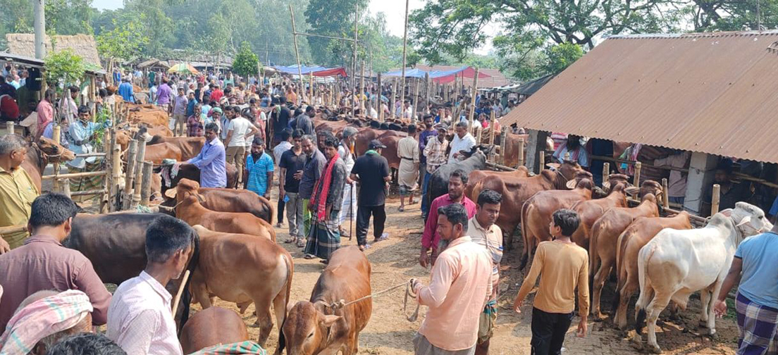 লোকসানের ভয়ে ফুলবাড়ীতে কমেছে বড় গরু পালন, হাটের বেশির ভাগ গরুই ছোট ও মাঝারি