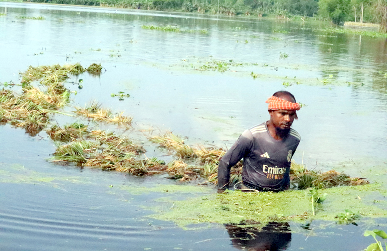 ফুলবাড়ীতে অপরিকল্পিত ক্যানেলের কারণে বুক ভরা পানিতে ১৫০০ বিঘা বোরো ধান খেত