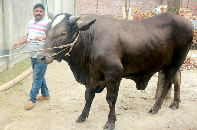 এবার কোবানির হাট কাঁপাবে ‘দিনাজপুরের সম্রাট’ নামের ষাড়, দাম ১২ লাখ